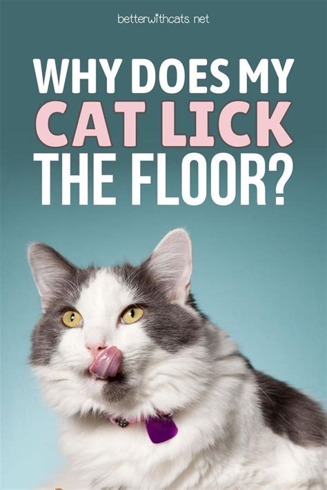 why does my cat lick the wall|why do cats lick concrete.